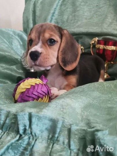 Бигль девочка