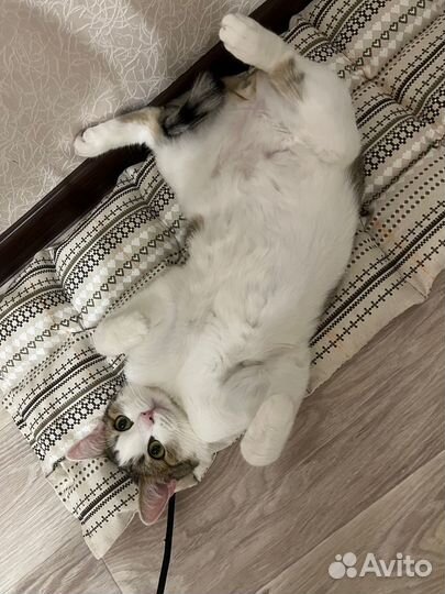 Лежанка для котов