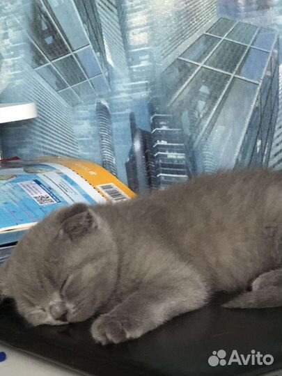 Шотландские котята