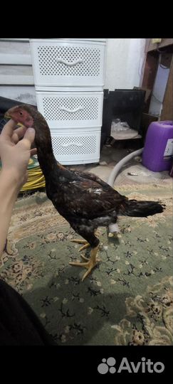 Бойцовая птица