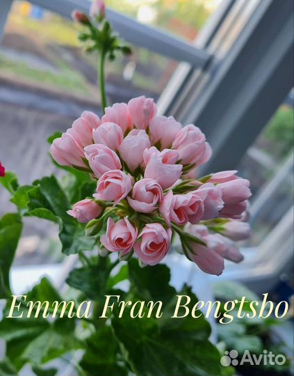 Пеларгония герань сортовая