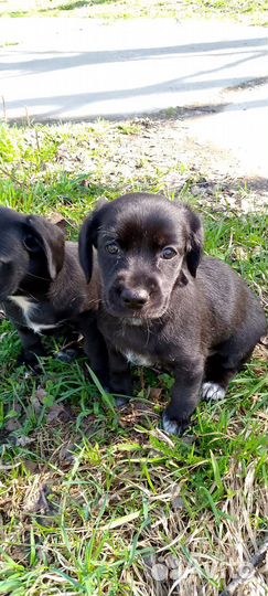 Отдадим щеночка, в добрые руки, средней породы