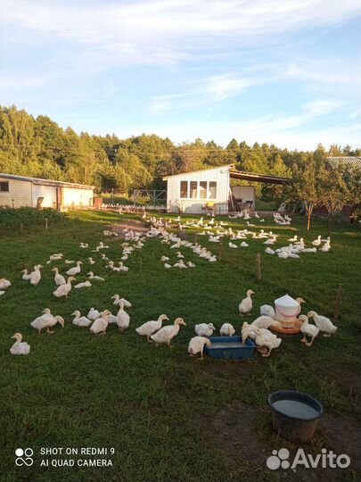 Фермерская утка