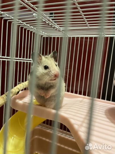 Джунгарский хомяк с клеткой