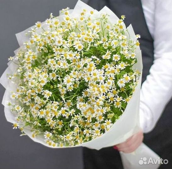 Цветы ромашки