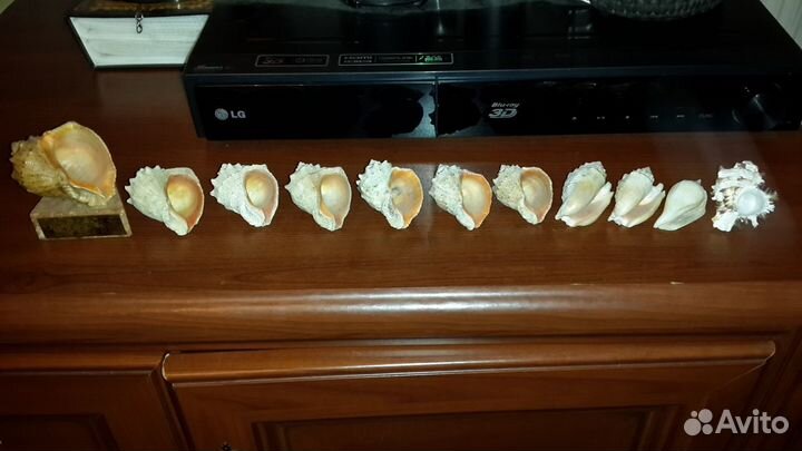 Крымские раковины