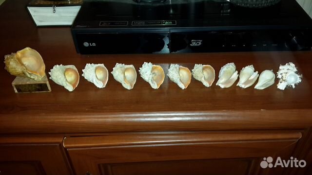 Крымские раковины