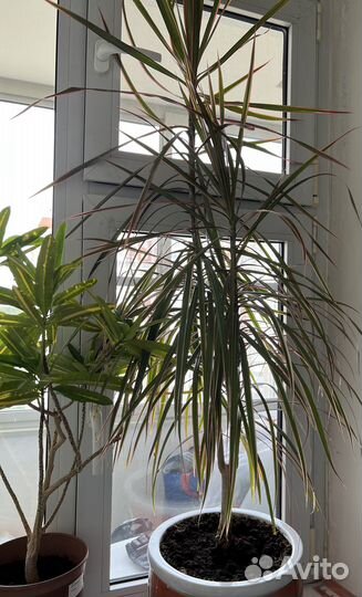 Фикус и драцена с горшком