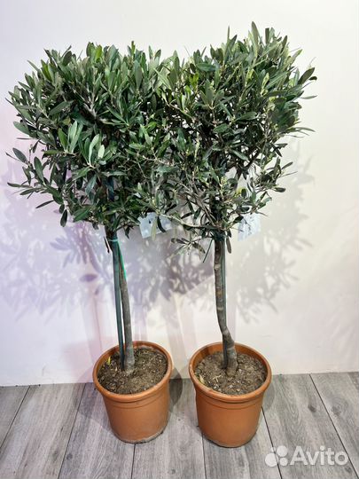 Оливковое дерево в цветении