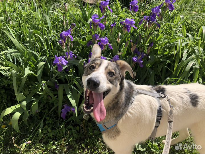 Отличная собака в добрые руки