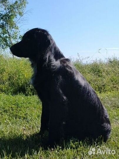 Кобель флет ретривер, вязка, бесплпатно