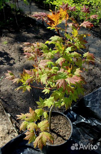 Клен ложнозибольдов