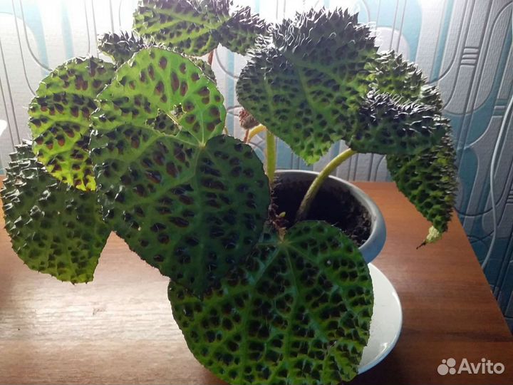 Бегония Меланобулата