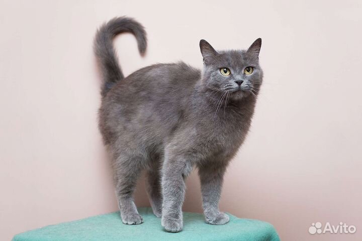 Брита из Кременной в поисках друга