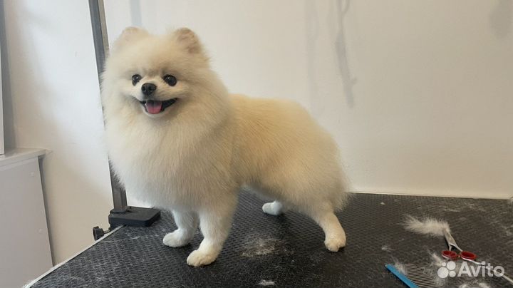 Груминг шпица