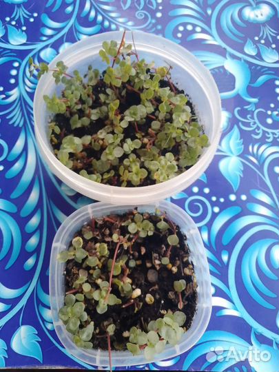 Комнатные цветы