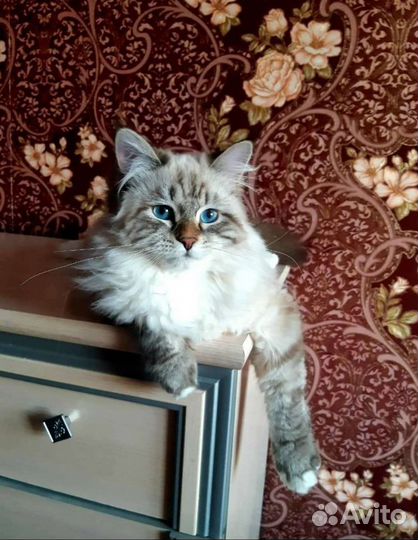 Невская Маскарадная