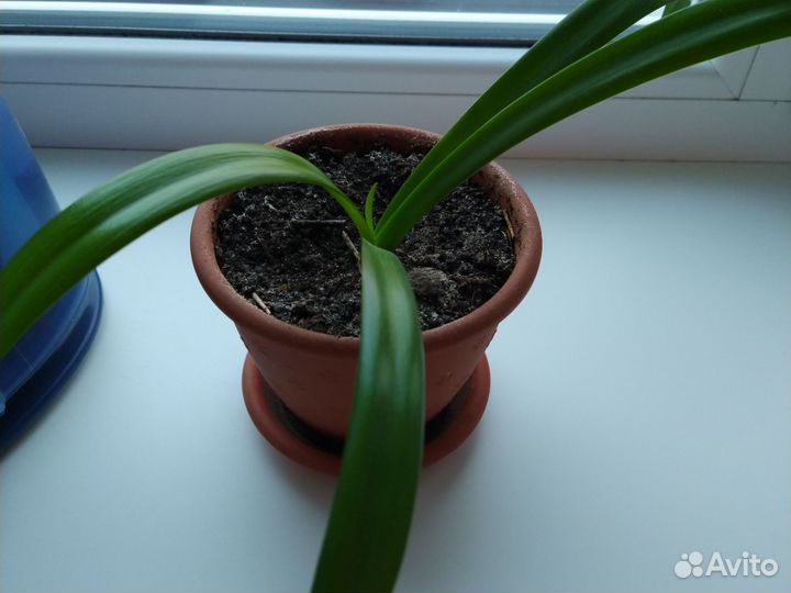 Лилия- паук