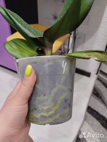 Стандарт орхидеи