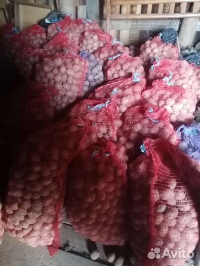 Семенной картофель