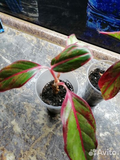 Антуриум,аглаонема