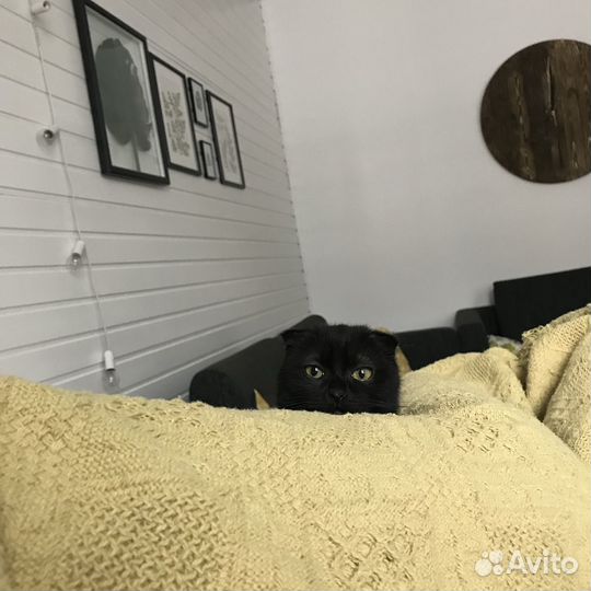 Шотландская вислоухая кошка