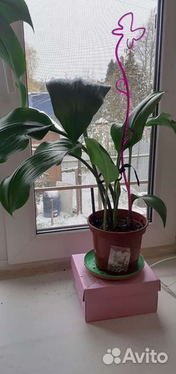 Комнатный цветок Эухарис