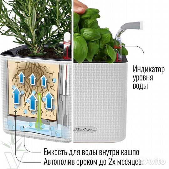 Пеперомия в кашпо с автополивом lechuza