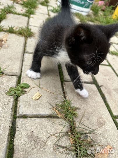 Котята в добрые руки бесплатно