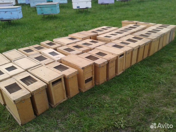 Пчёлосемьи