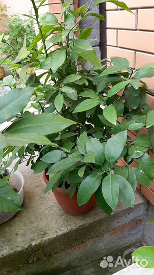 Лимон-лайм,апельсин