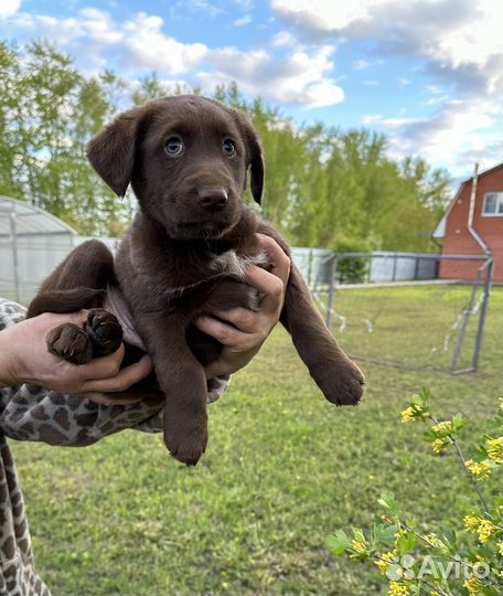 Щенки спаниэля