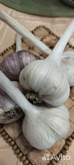 Озимый чеснок