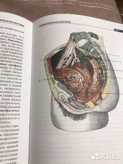 Атлас анатомии человека