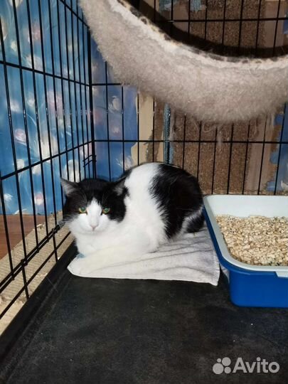 Спасенный котик ищет семью