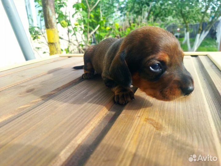 Щенки таксы