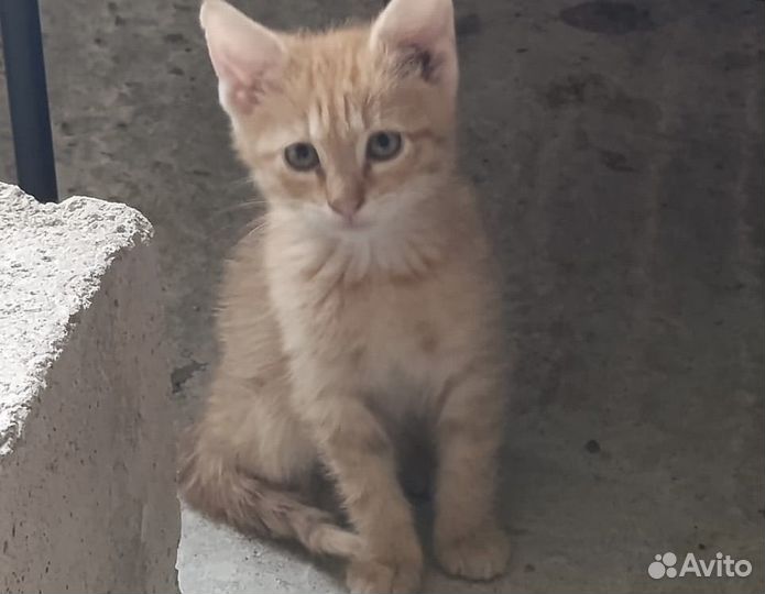 Котята мальчики