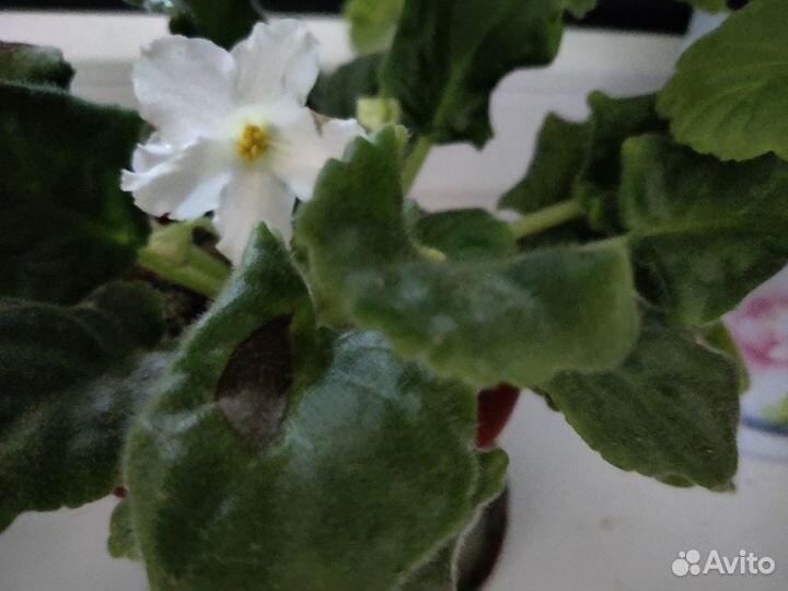 Фиалки в горшках