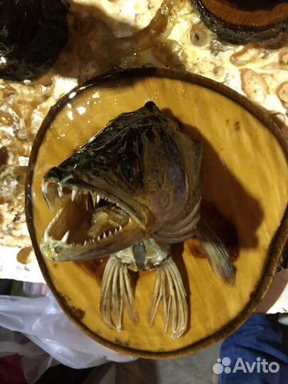 Чучело головы рыбы