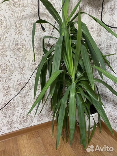 Пальма юкка