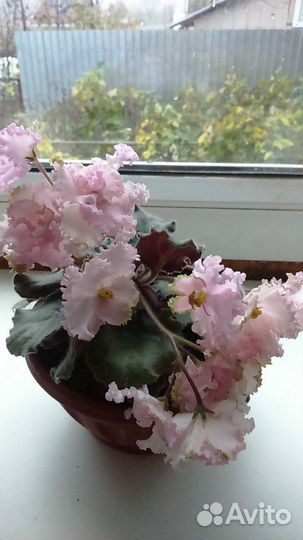 Фиалки комнатные (Сенполия)