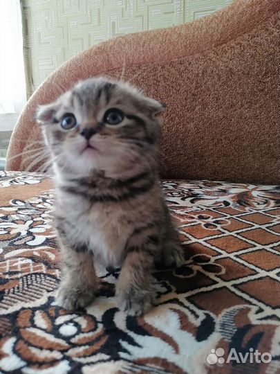 Шотландская