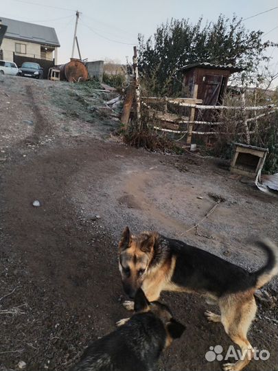 Щенки немецкой овчарки