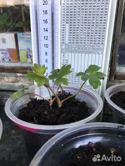 Дельфиниум