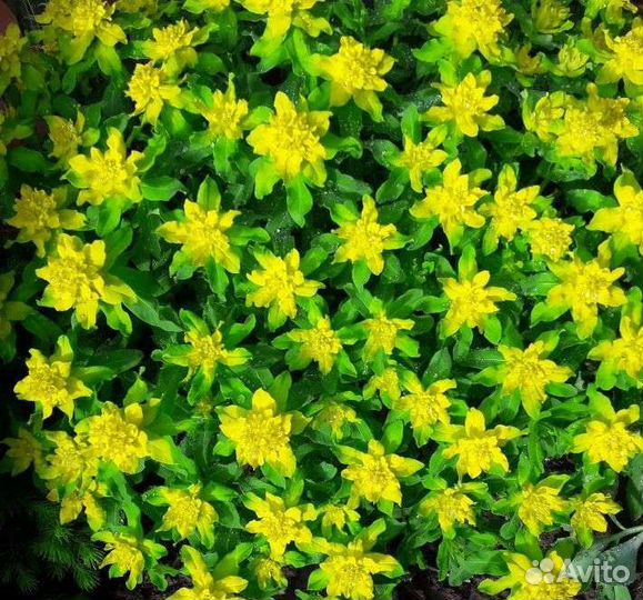 Молочай многоцветковый