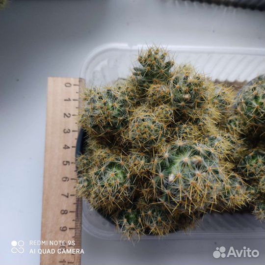 Кактус маммилярия