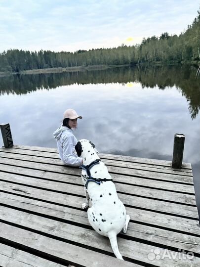 Передежка собак дома (девочки)