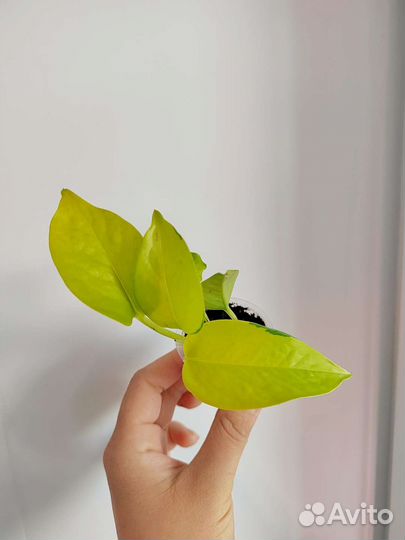 Сциндапсус неон