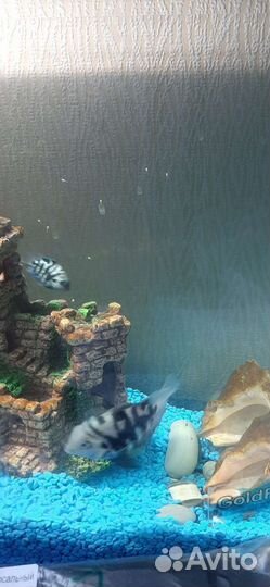 Синий попугай