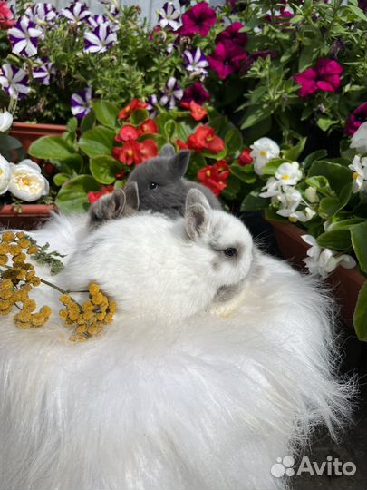 Кролики ручные ласковые